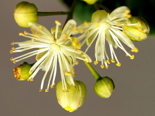 معرفی و راهنمای پرورش درختان زینتی - نمدار یا زیرفون برگ کوچک